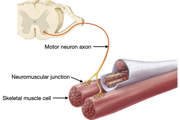 motor_neuron